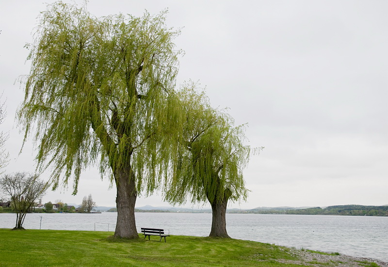 LandSüdtirol D35_4218 als Smart-Objekt-1 Kopie.jpg - Der erste Tag war total verregnet. Haben wieder in Bad Schönborn übernachtet. Der Zweite Abschnitt führte zum Bodensee auf die Insel Reichenau das Wetter war trüb , aber kein Regen. Unser Felix war sichtlich angespannt und ängstlich ( ist ja seine erste Tour )....